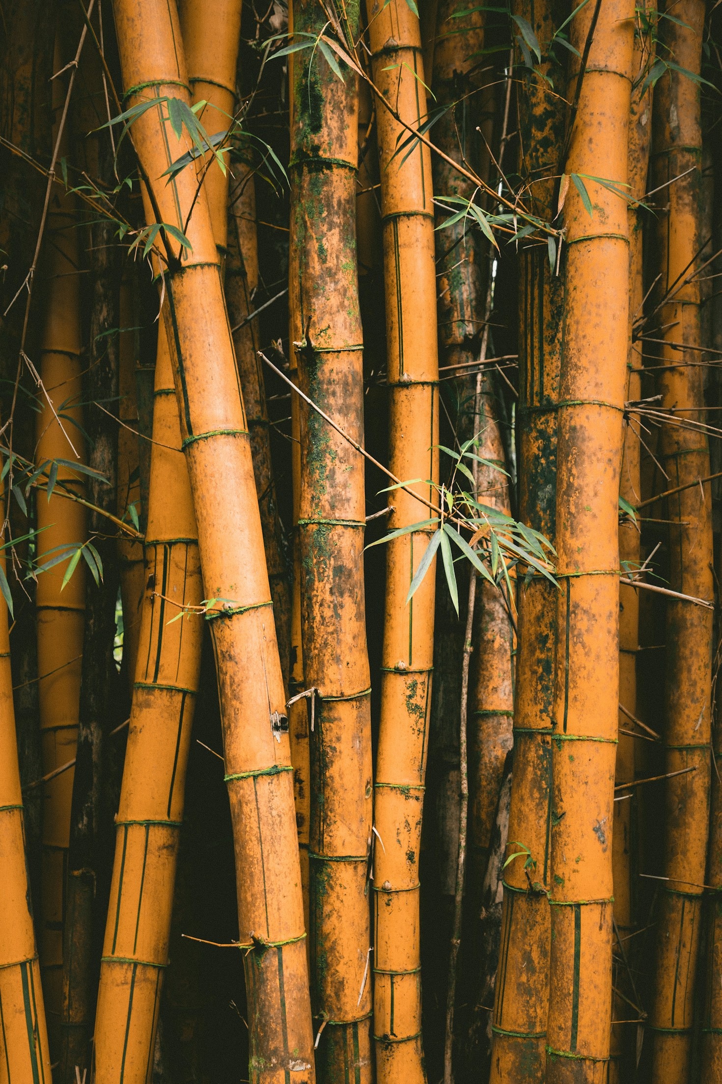 How To Choose The Perfect Bamboo Species