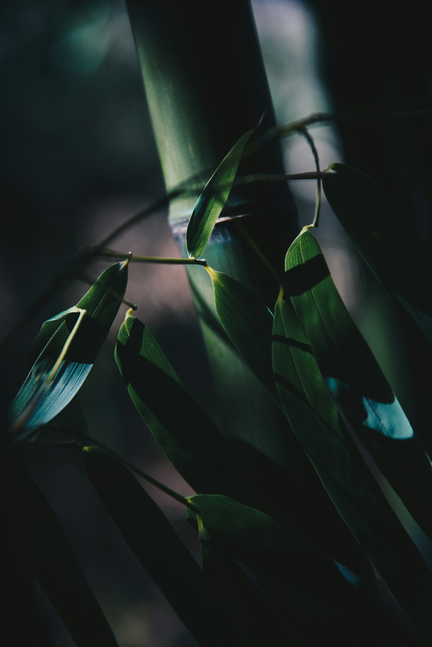 Seasonal Care Guide For Your Potted Bamboo