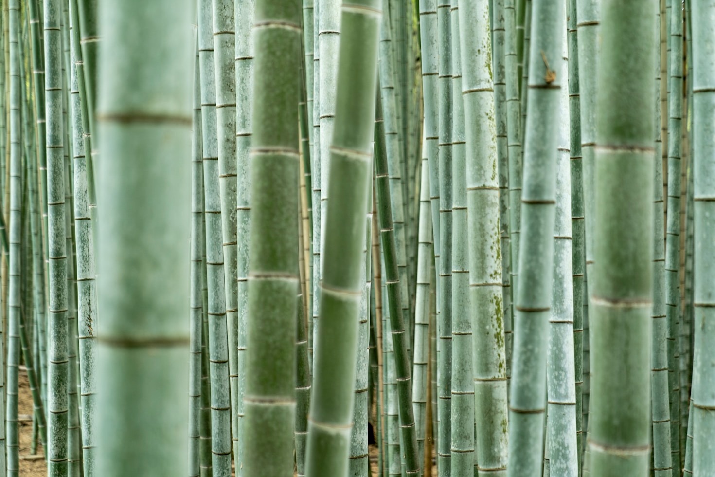 Why Bamboo Is The Ultimate Eco-Friendly Choice