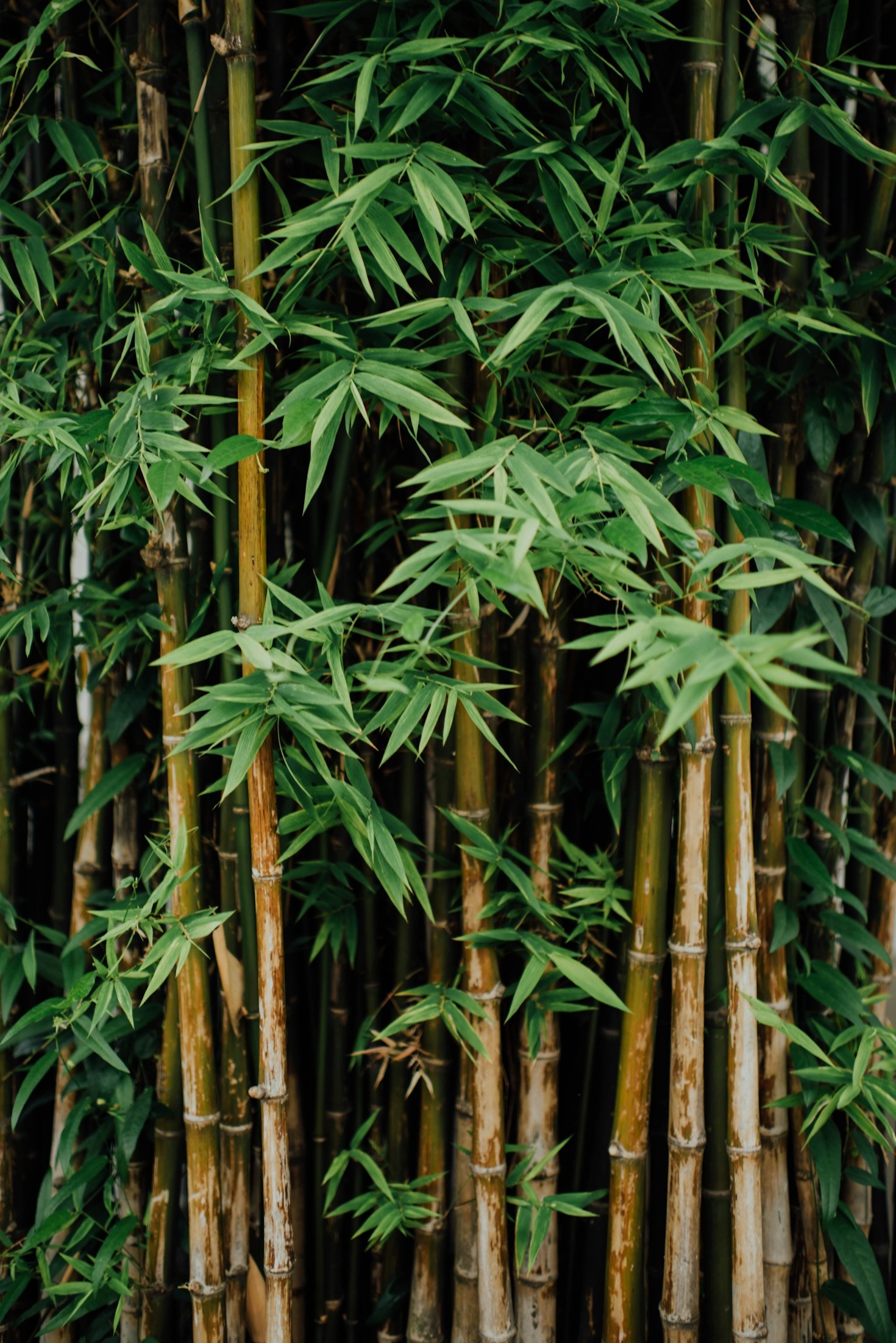 Styling Your Home With Minimalist Bamboo Decor