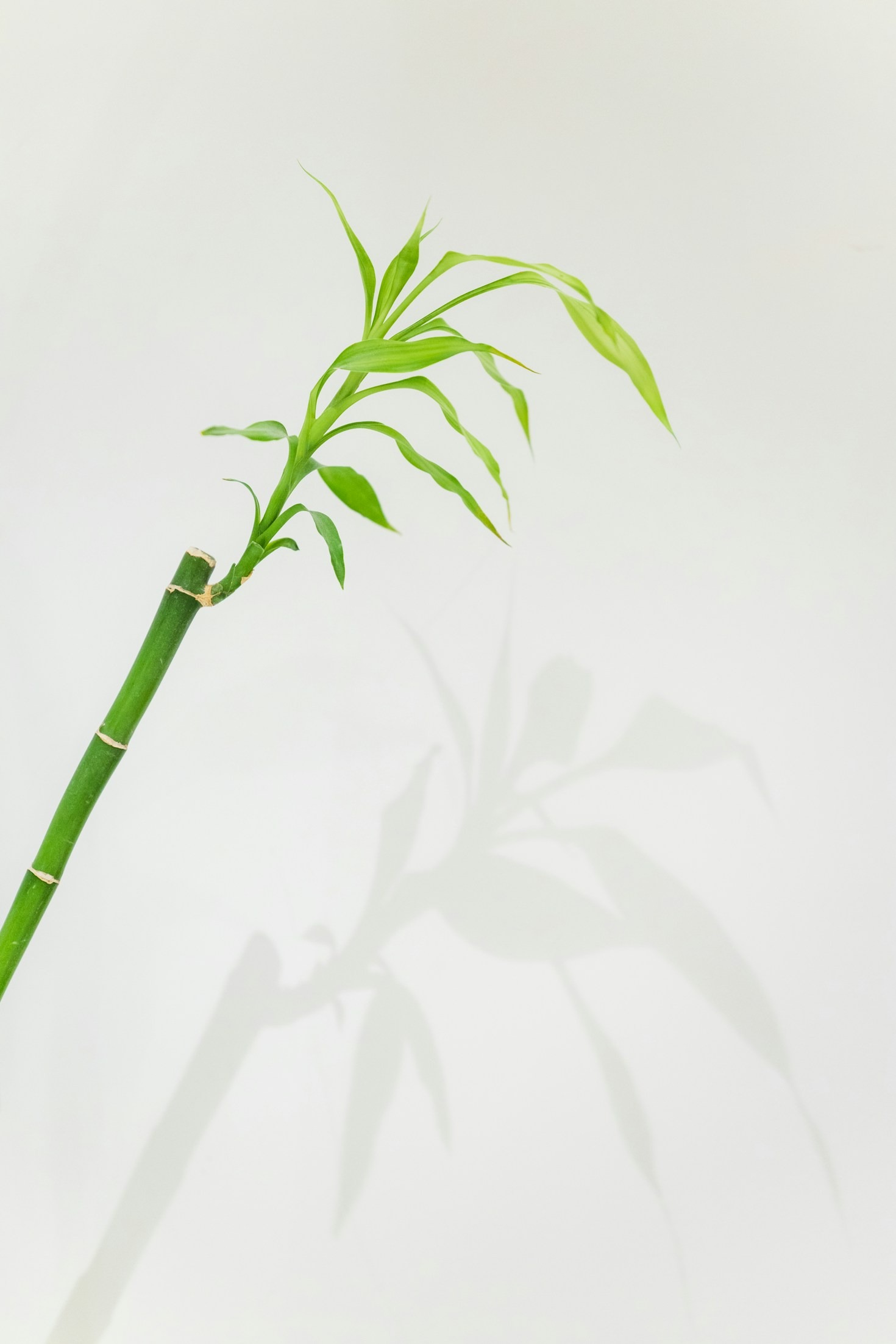 Common Mistakes To Avoid When Planting Bamboo